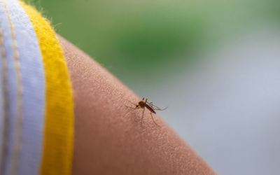 Protección antimosquitos: tu guía completa para el verano